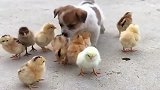 小鸡雏居然把狗狗当成了它们的妈妈，这样的一幕让我感到很温馨！