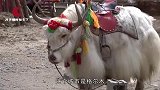我国最安全的城市, 城里一半是军人，是坏人的噩梦之地