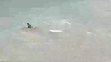 世上还有这么坏的鱼, 把同伴推上岸等死, 自己赶紧跑进水里面