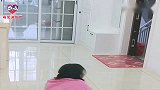 主人假装晕倒，忠犬金毛唤醒主人无望立马开门出去喊人求救，感动