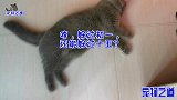 胖公猫突然粘着主人不放，铲屎官只好躲进阳台，一开门忍不住笑了
