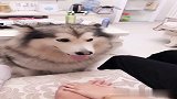 前段时间猫的劫渡完了，该轮到狗了！