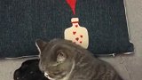 搞笑来自狗狗的绝望, 猫哥自己人啊, 有事好商量