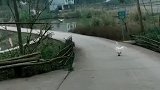 大鹅：兄弟别跑那么快，等等我，我不认识路！
