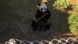 熊猫：看好了，我可是功夫熊猫！