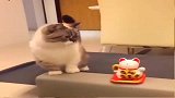 猫生怕自己地位受到威胁