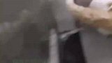 猫咪的疑惑行为，打架时一直在跳舞