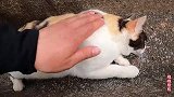 可爱的猫：这是一只肥胖的流浪猫，它的身体挤满排水沟