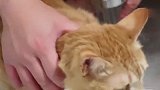 铲屎官给猫咪洗澡，结果狗子先不淡定了，看完忍住别笑