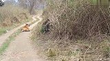 山路偶遇一群老虎，躺在马路不给过，看有谁敢硬闯