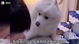一个比一个嘚瑟，一个比一个欠揍！