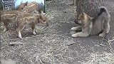 小奶狗第一次见到小猪仔，又是好奇又是怕的，表情萌翻了