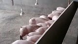 美国人几乎不吃猪肉，为啥能成为养猪大国？看完不得不服啊