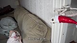 狗狗不小心爬进了食人鱼缸，捞出来变成骨架，这个恶搞有点强