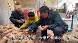 全家放红薯，三人争着抢着下地窖，最后抽签来决定，真逗