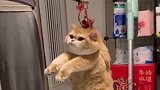 橘猫：铲屎的，就你这称法，不知道的还以为本座想不开呢！