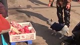 狗子：你给我走开，你不是真心买我肉！