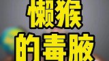 你知道懒猴的毒腋吗