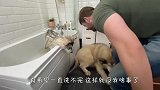 铲屎官帮阿拉斯加洗澡，看到狗子的反应，差点笑岔气