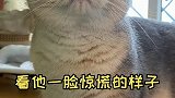 仓鼠竟然变成了蛋？！没想到我家猫还会使用“障眼法”…猫 爱宠治愈季 2021新春日记 剧情 剧情反转