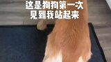 小狗第一次见主人站起来
