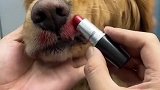 狗子开始自信起来了