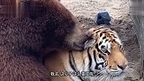 熊：虎哥，隔壁的狮子说你不行，特欠揍