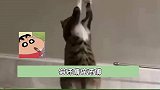 猫师傅好厉害啊