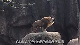 小水牛遭到狮子捕杀，生气的母牛对狮子发起攻击，镜头拍下全程