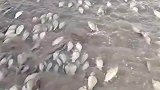 见过堵车的，没见过堵鱼的吧