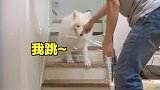 三傻之一的雪橇犬和矮脚猫咪，谁会赢？萌宠