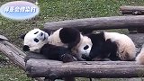 百年修得同船渡，千年修得神同步。熊猫听说挠痒是会传染的哦