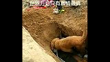 看到死去的同伴要被主人埋掉, 金毛的反应让人泪目
