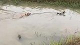 精力旺盛的二哈，跑去追鸭子被一顿耍