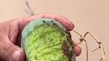 种西瓜还种出个钥匙扣