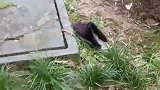 太危险了！防盗窗整体从5楼坠落 5旬大叔雨天擦窗坠亡