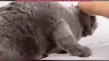 猫咪整日上蹿下跳，被主人提耳教训