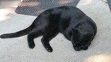 这只小猫咪是睡着了吗看这懒洋洋的样子，真是好可爱啊！