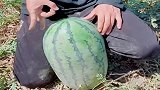 爷爷家种的大西瓜，手指一弹就开了，简直太脆了！