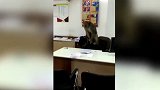又一起！顽猴闯进银行“劫持调戏”银行职员