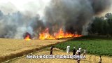 小麦收获在即，百亩麦田突然起火，看看印度人是如何救火的