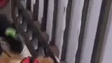 宠物狗头卡小区铁门惊动消防，主人：它看到外面有只狗就激动了