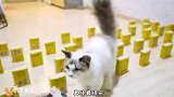 在猫咪面前放50包纸巾挡住零食，会发什么？