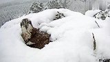 这么大的雪老鹰还在孵小鹰，看着真心疼，母爱真是伟大！