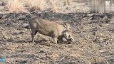 动物世界-一大群野狗攻击疣猪，野狗好可怕