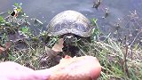 胆大包天的入侵物种巴西龟，直接就上来抢肉吃！
