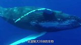 比蓝鲸还大35倍的生物，活了8万年之久，如今却濒临消失