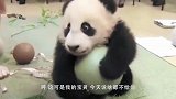 饲养员拿走了熊猫的球，熊猫当场变脸，拿竹子都哄不好