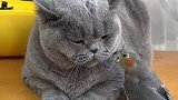 猫咪对于鹦鹉的行为是害怕还是享受呢