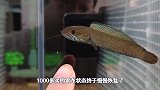 多买的雷龙扬眉吐气了，用上龙哥的发色神灯，身价翻账几十倍
